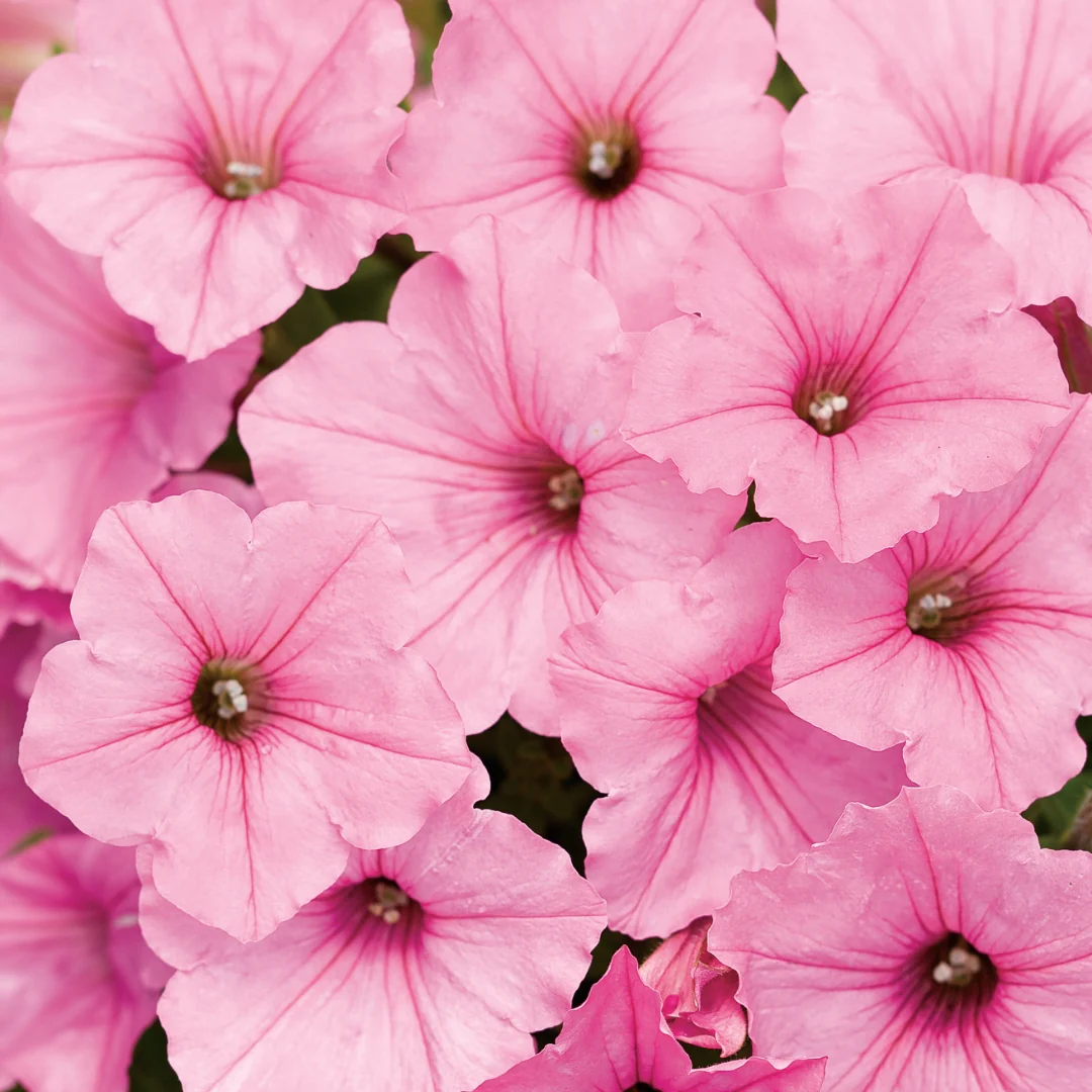 Petunia Supertunia® Vista Bubblegum 4.5" - Image 2