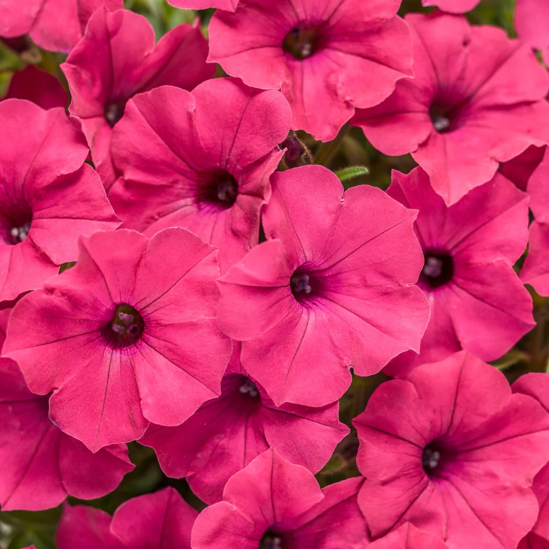 Proven Winners Petunia Supertunia® Vista Fuchsia 4.5" - Image 2