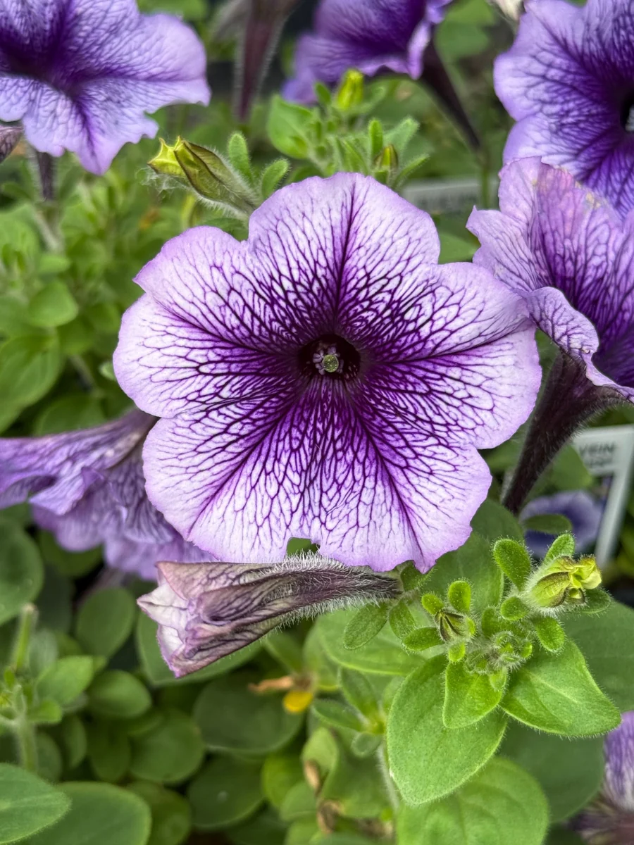 Petunia Surfinia® Blue Veined 4"