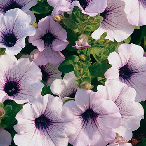 Petunia Surfinia® Blue Veined 4" - Image 2