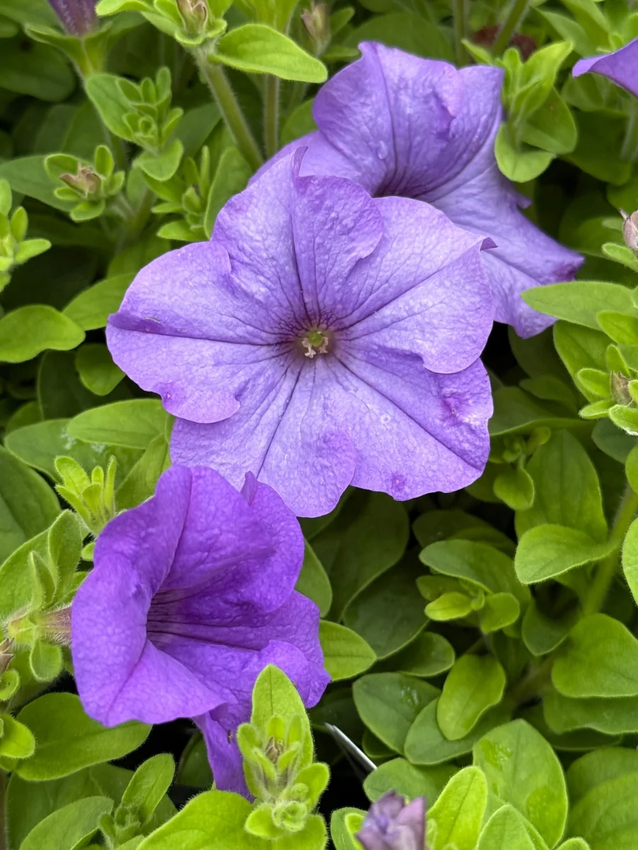 Petunia Surfinia "Heavenly Blue' 4''
