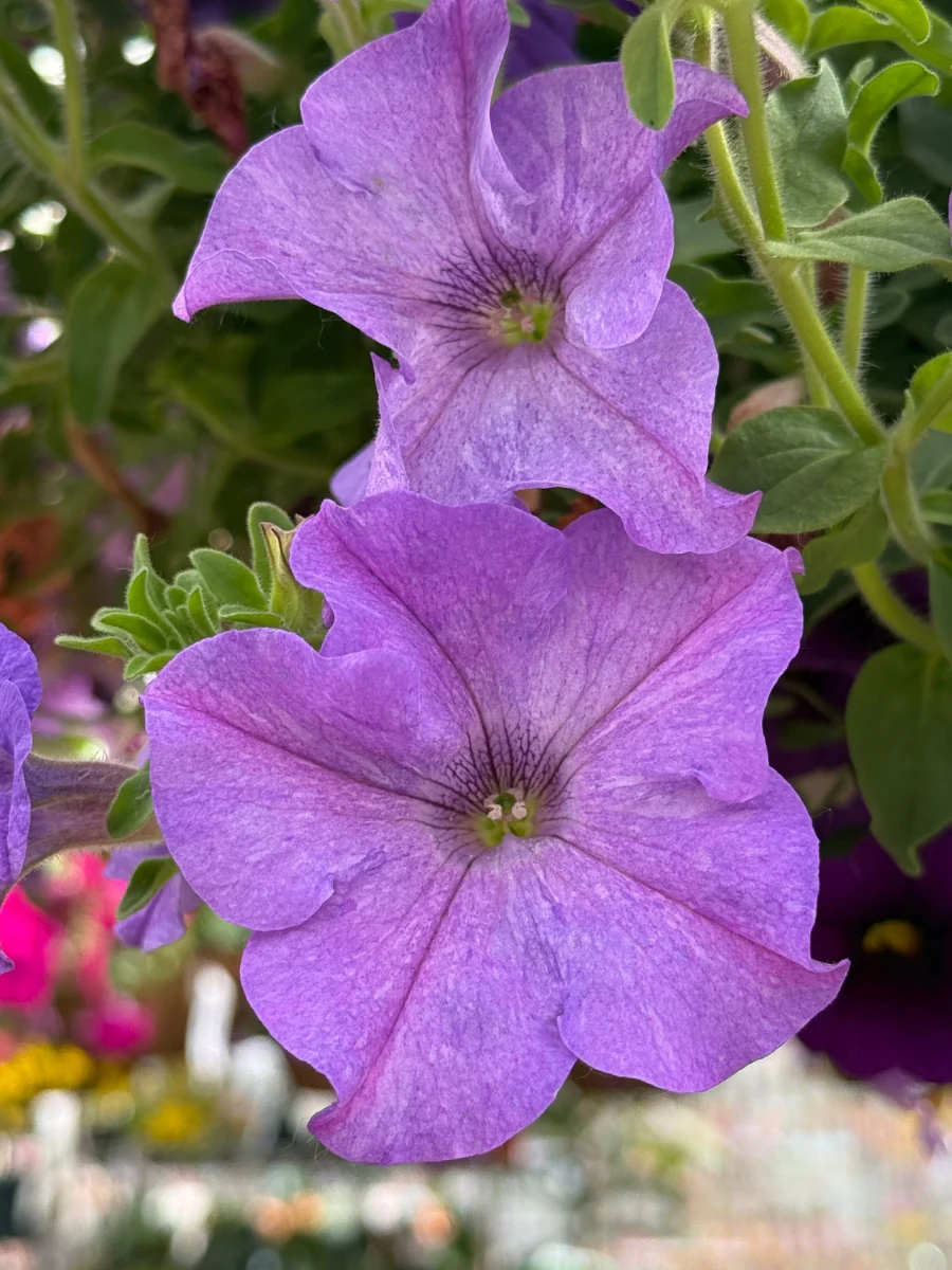 Petunia Surfinia "Heavenly Blue' 4'' - Image 2