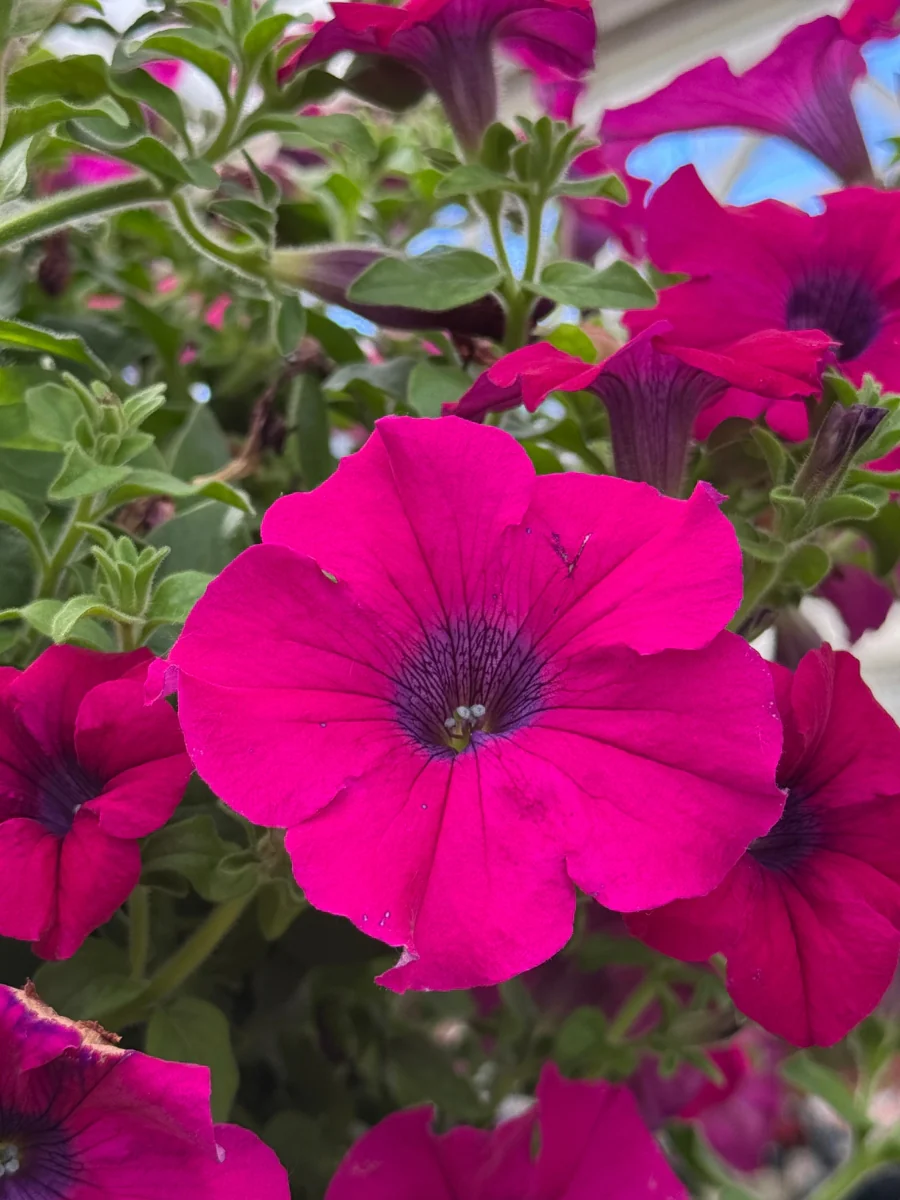 Petunia Surfinia Magenta 4''