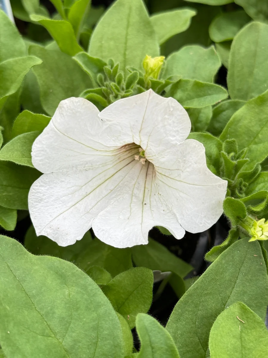 Petunia Surfinia White 4''