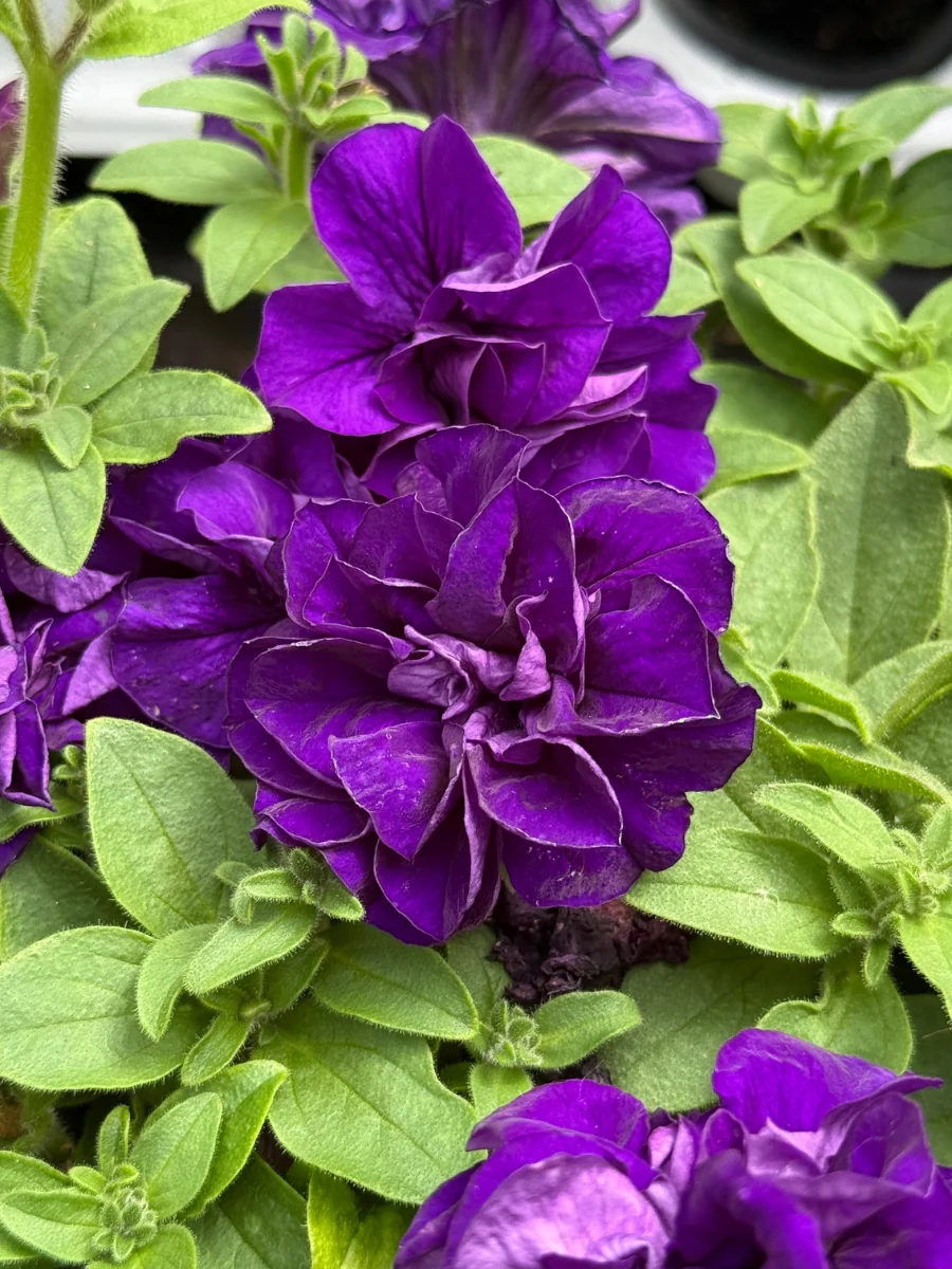 Petunia Vogue™ Blue 4"