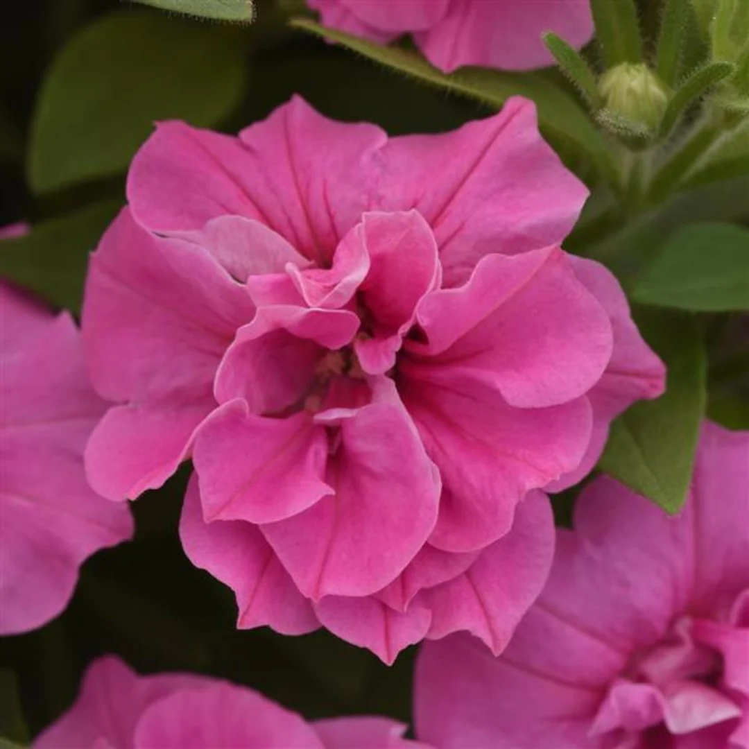 Petunia Vogue™ Pink 4"