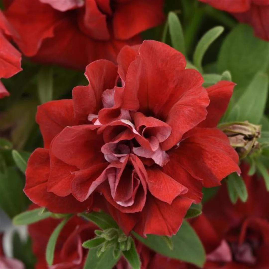 Petunia Vogue™ Red 4"