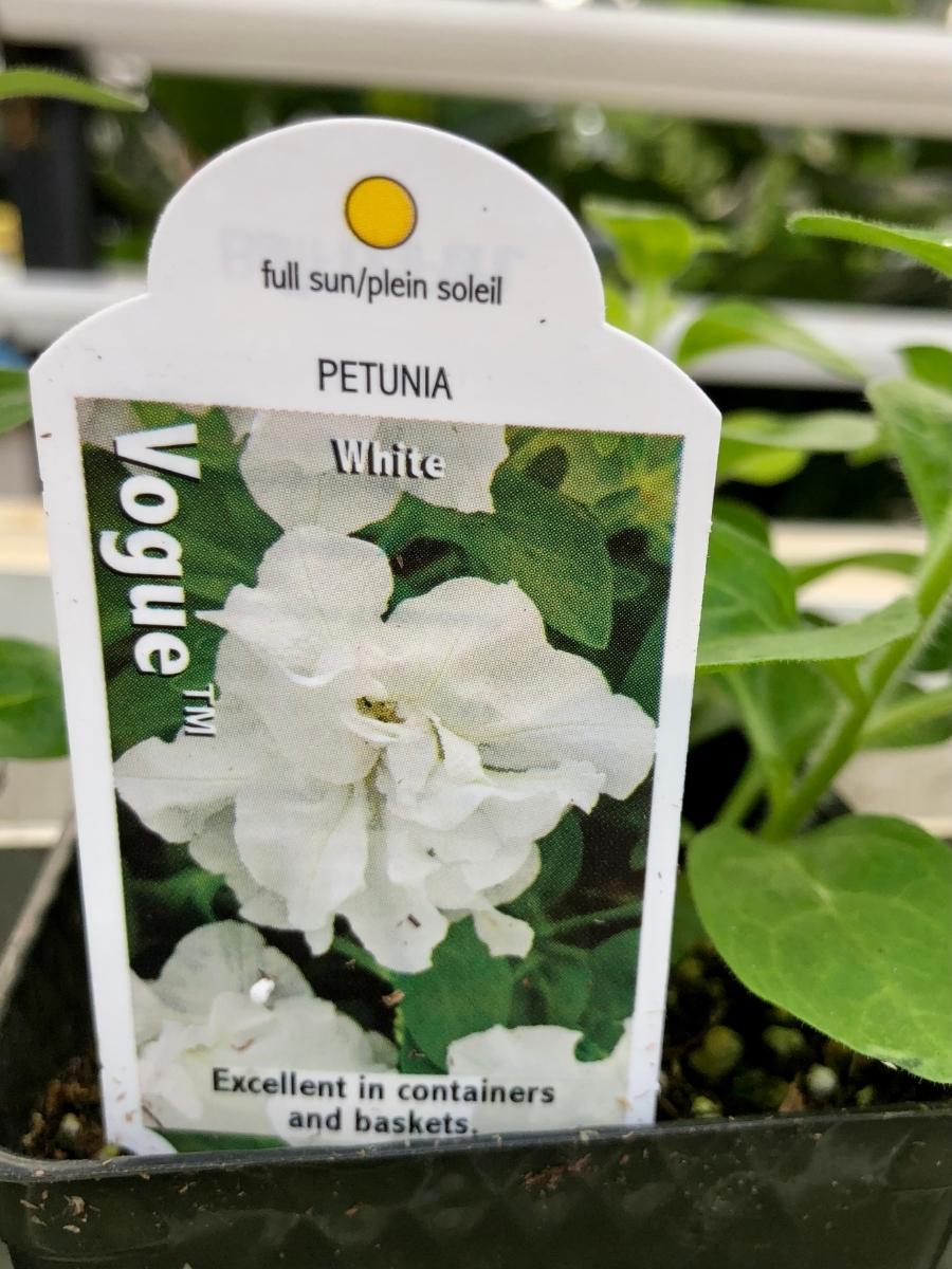 Petunia Vogue 'White' 4''