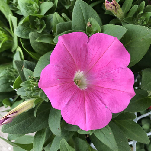 Petunia Easy Wave®️ Pink 4''