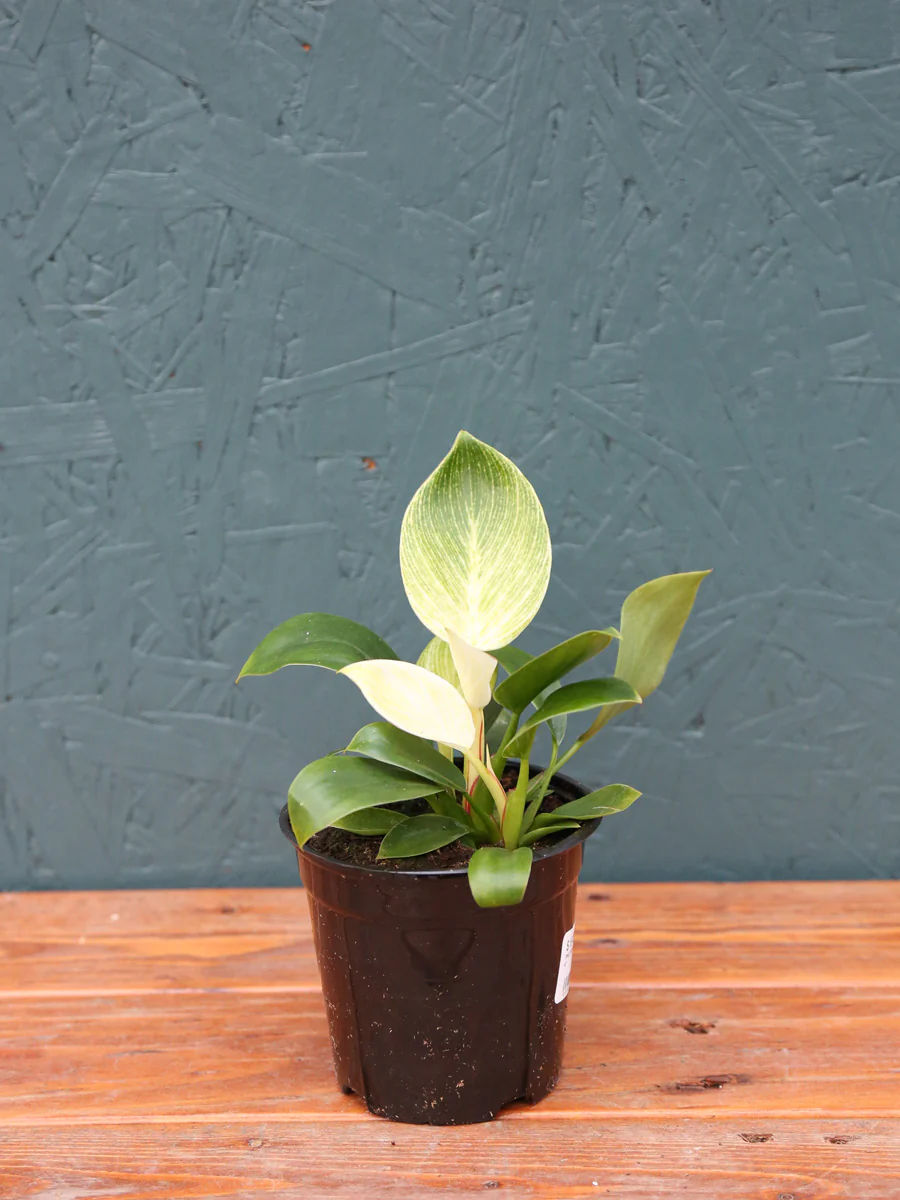 Philodendron Birkin 6" - Image 3
