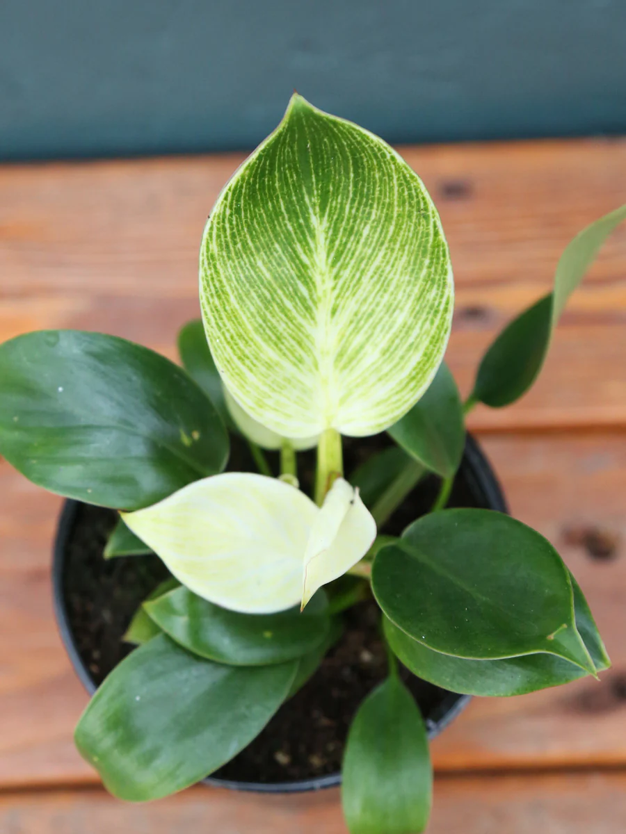 Philodendron Birkin 6" - Image 4