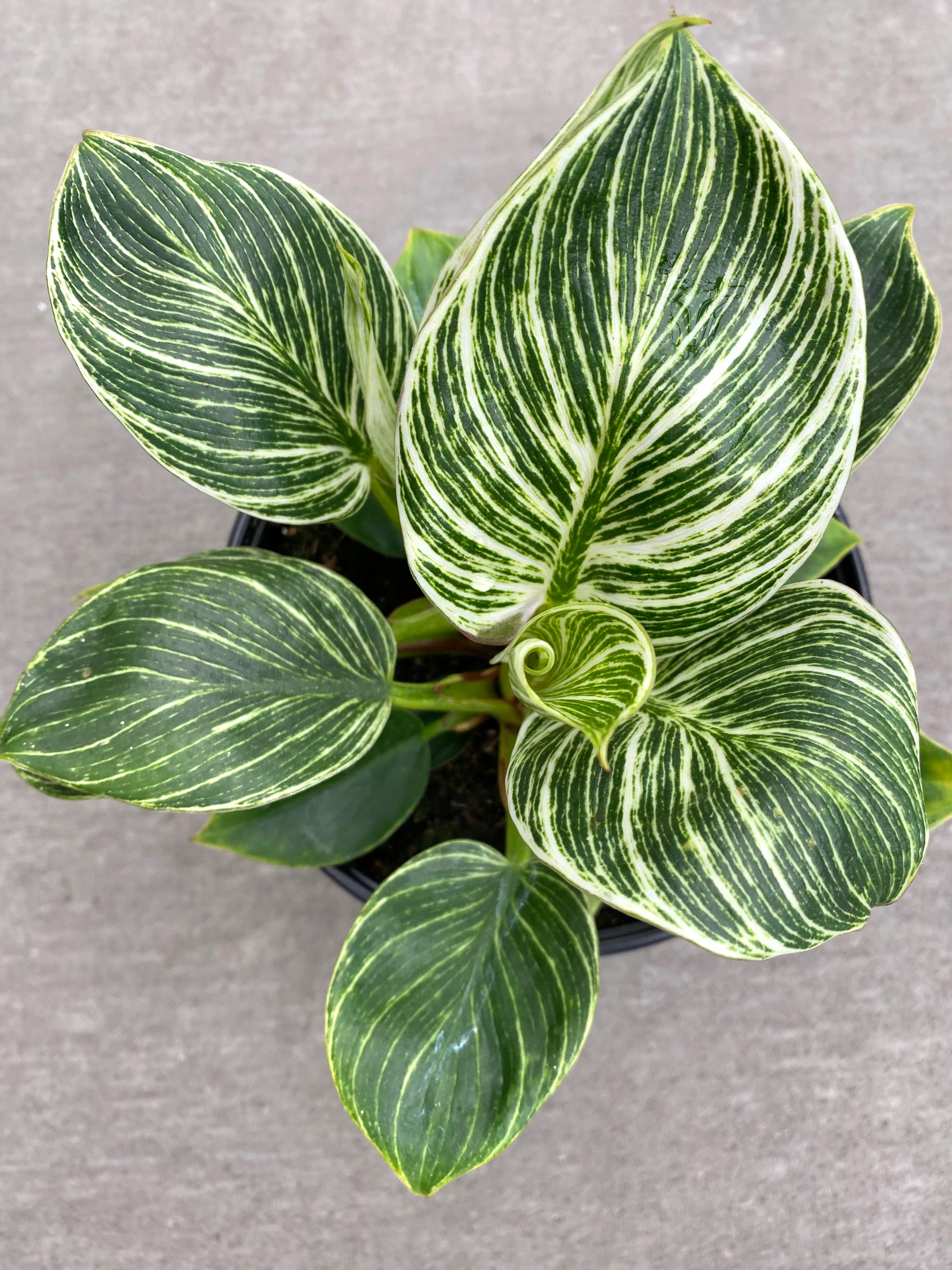 Philodendron Birkin 6" - Image 5