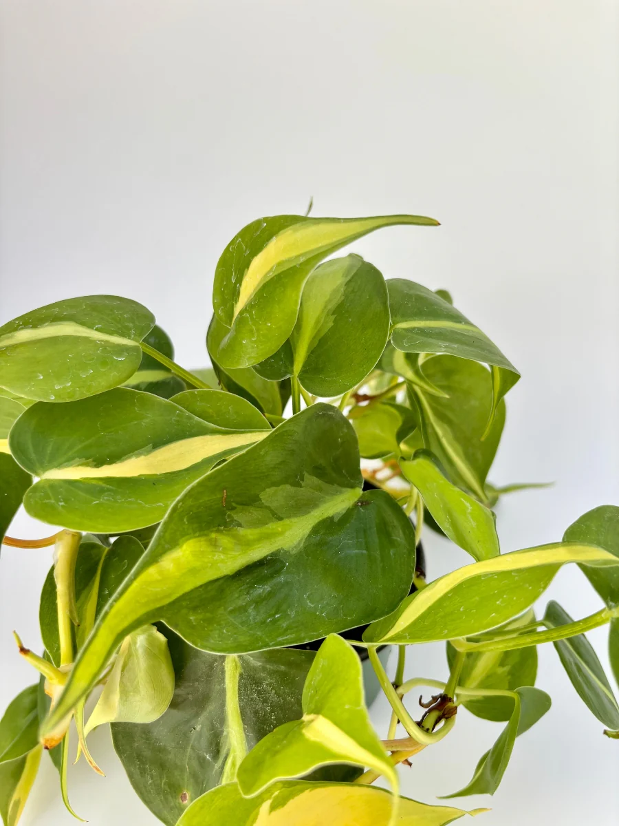 Philodendron ‘Brasil’ 4" - Image 3
