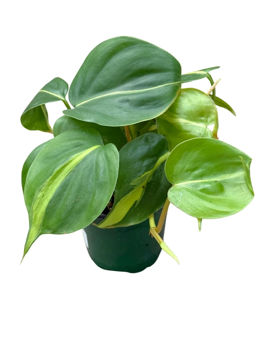 Philodendron ‘Brasil’ 4" - Image 4