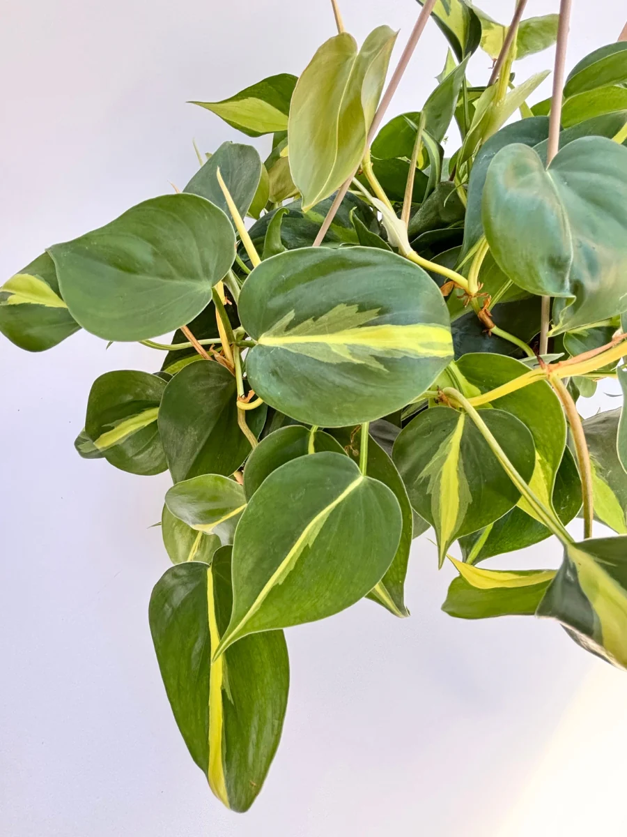 Philodendron ‘Brasil’ 8" - Image 3