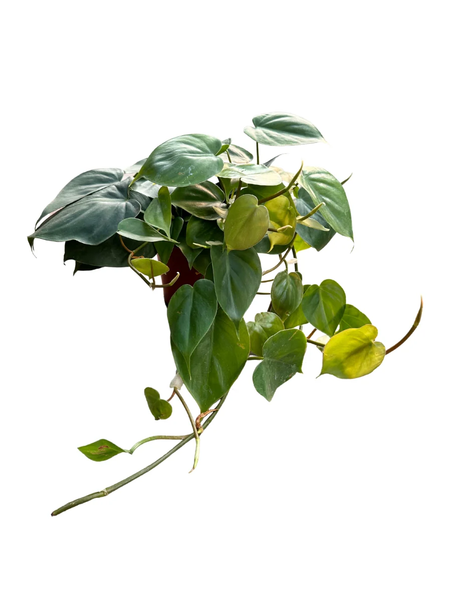 Philodendron Cordatum 6" - Image 3