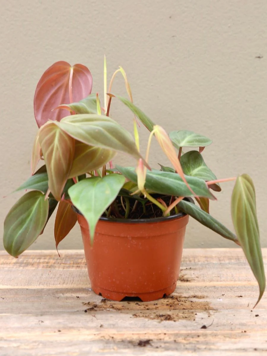 Philodendron 'Micans' 4" - Image 3