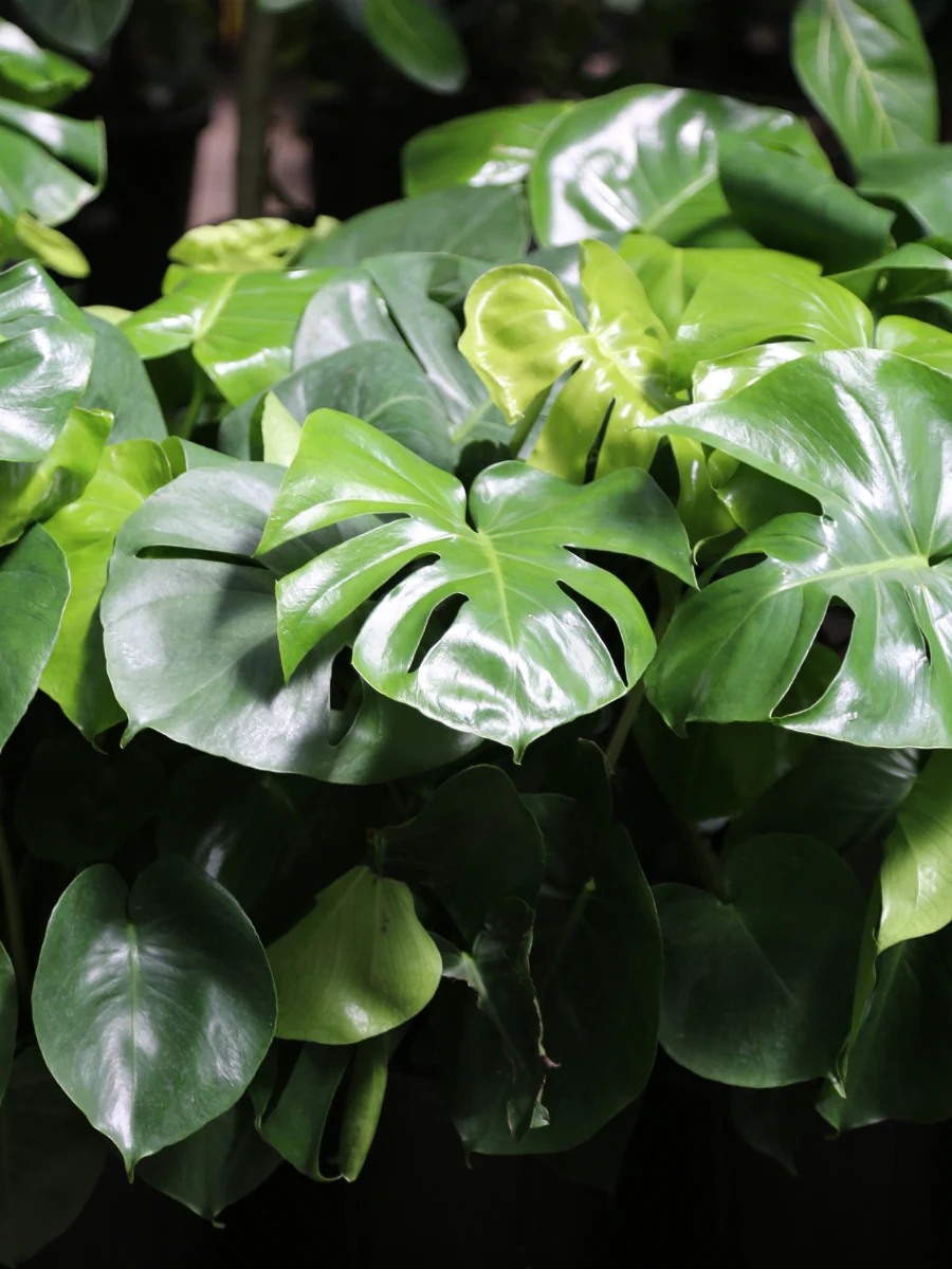 Philodendron Monstera Split Leaf 10” - Image 3