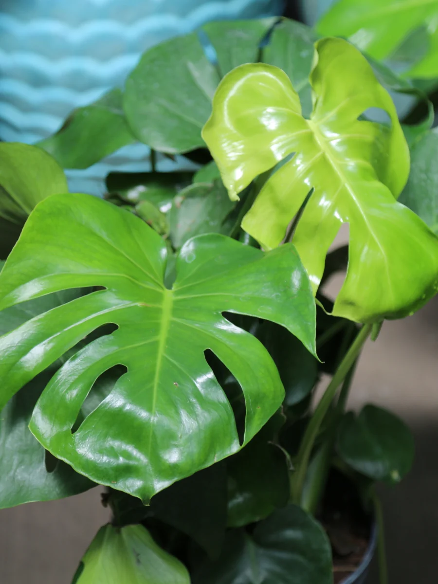 Philodendron Monstera Split Leaf 10” - Image 4