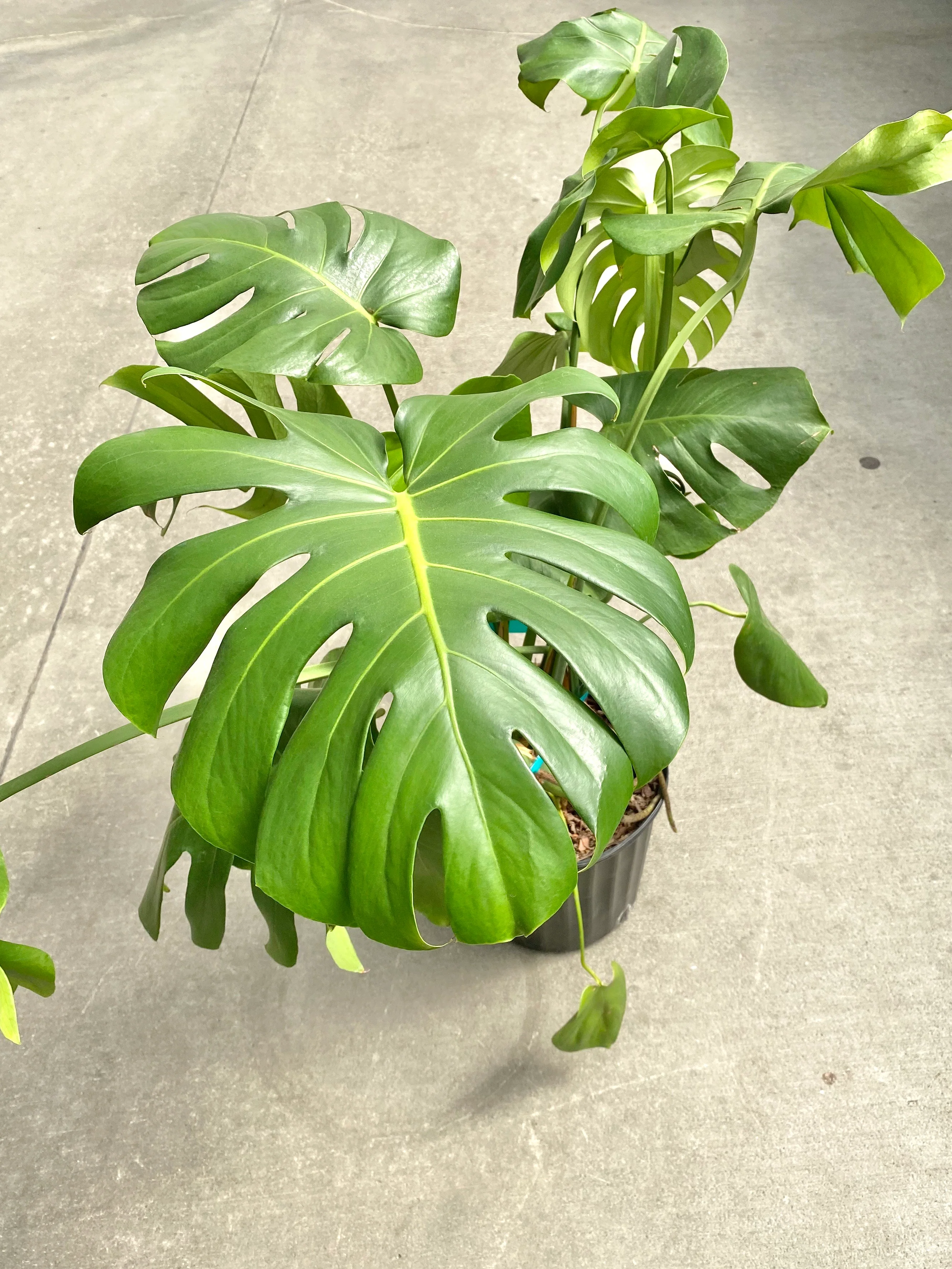 Philodendron Monstera Split Leaf 10” - Image 5