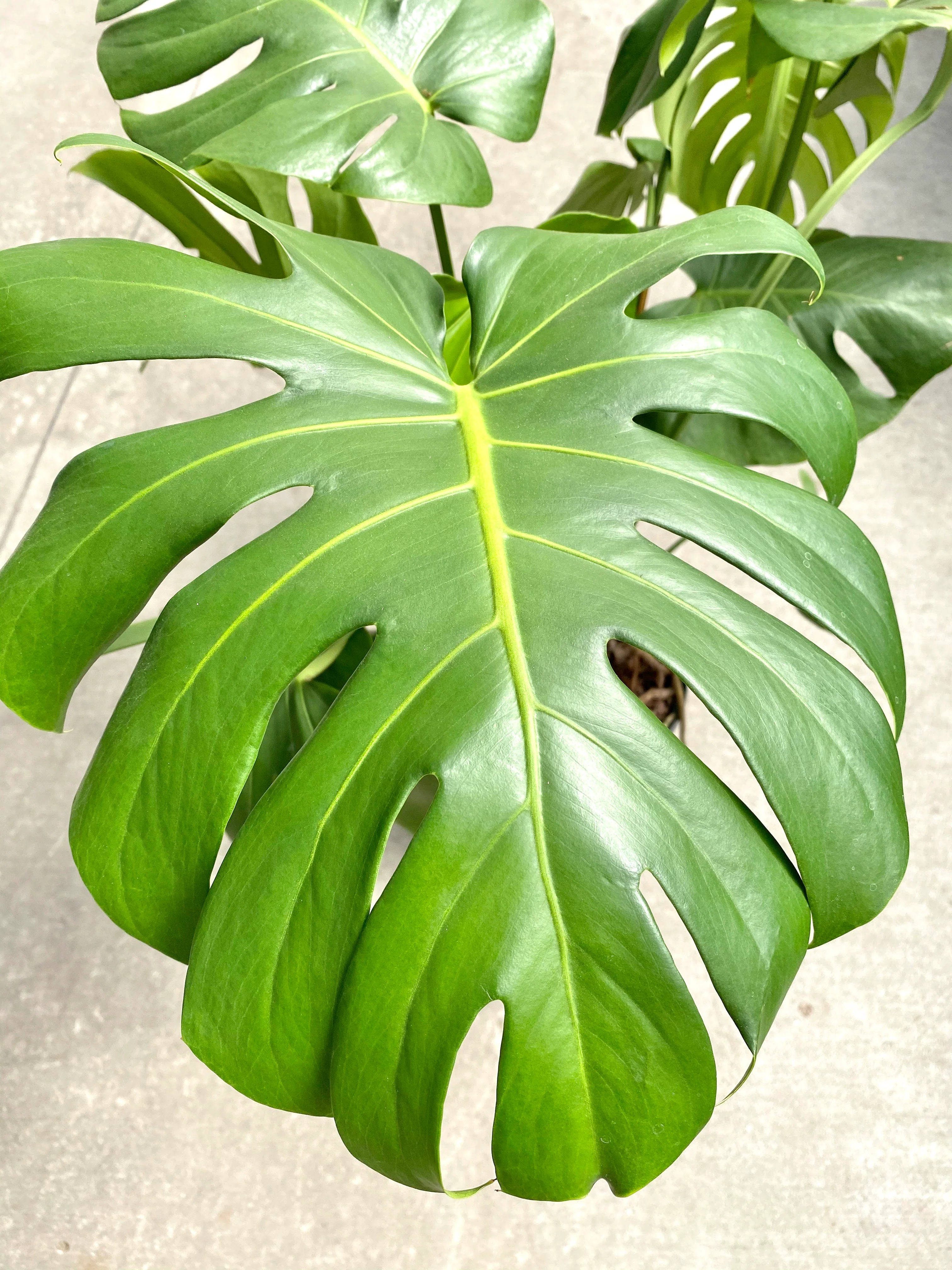 Philodendron Monstera Split Leaf 10” - Image 6