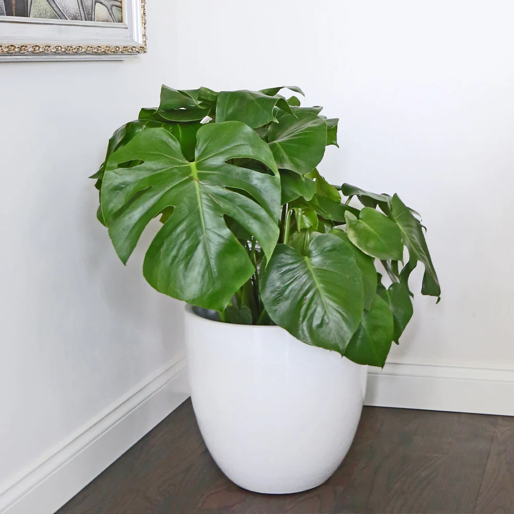 Philodendron Monstera Split Leaf 10” - Image 7