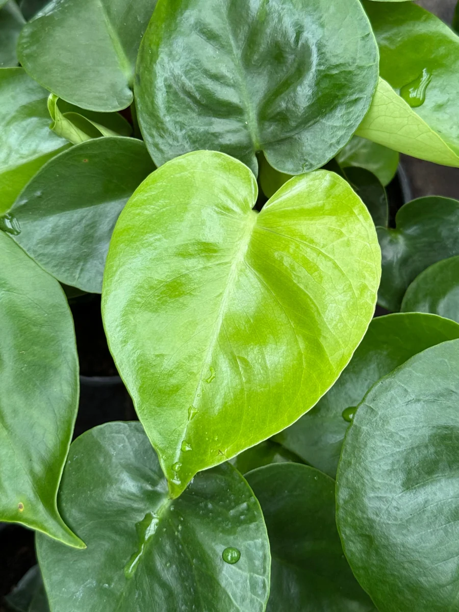 Philodendron Monstera Split Leaf 4"