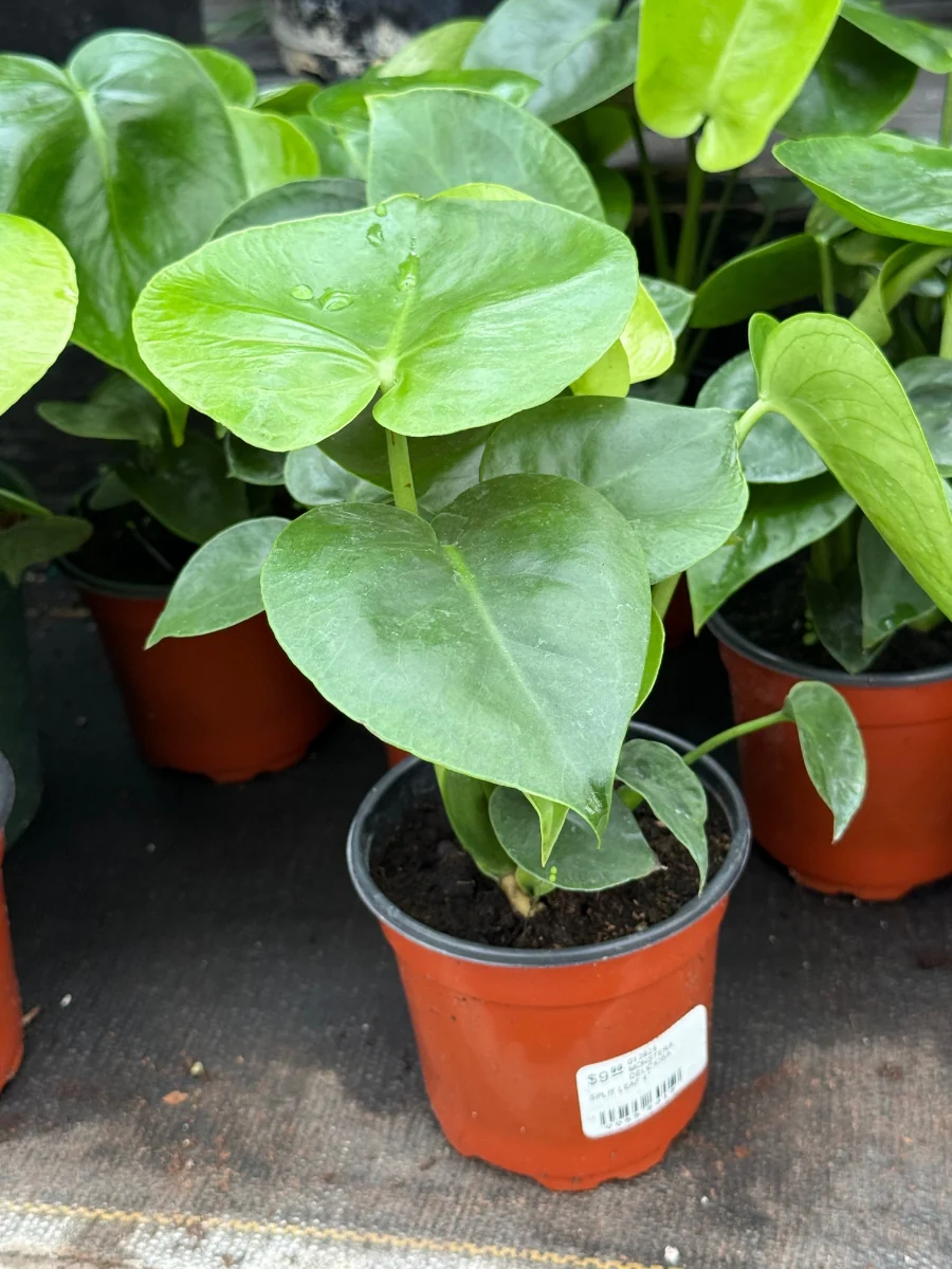 Philodendron Monstera Split Leaf 4" - Image 2