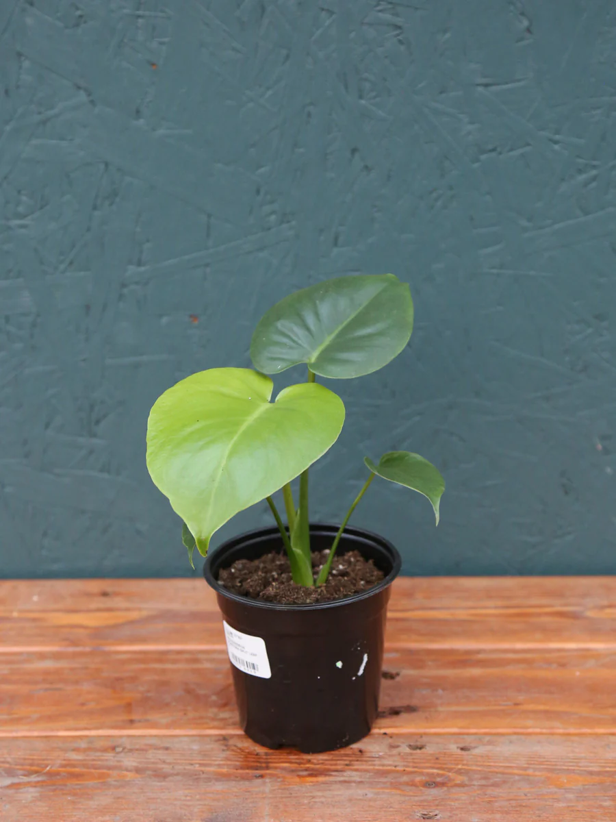 Philodendron Monstera Split Leaf 4" - Image 3