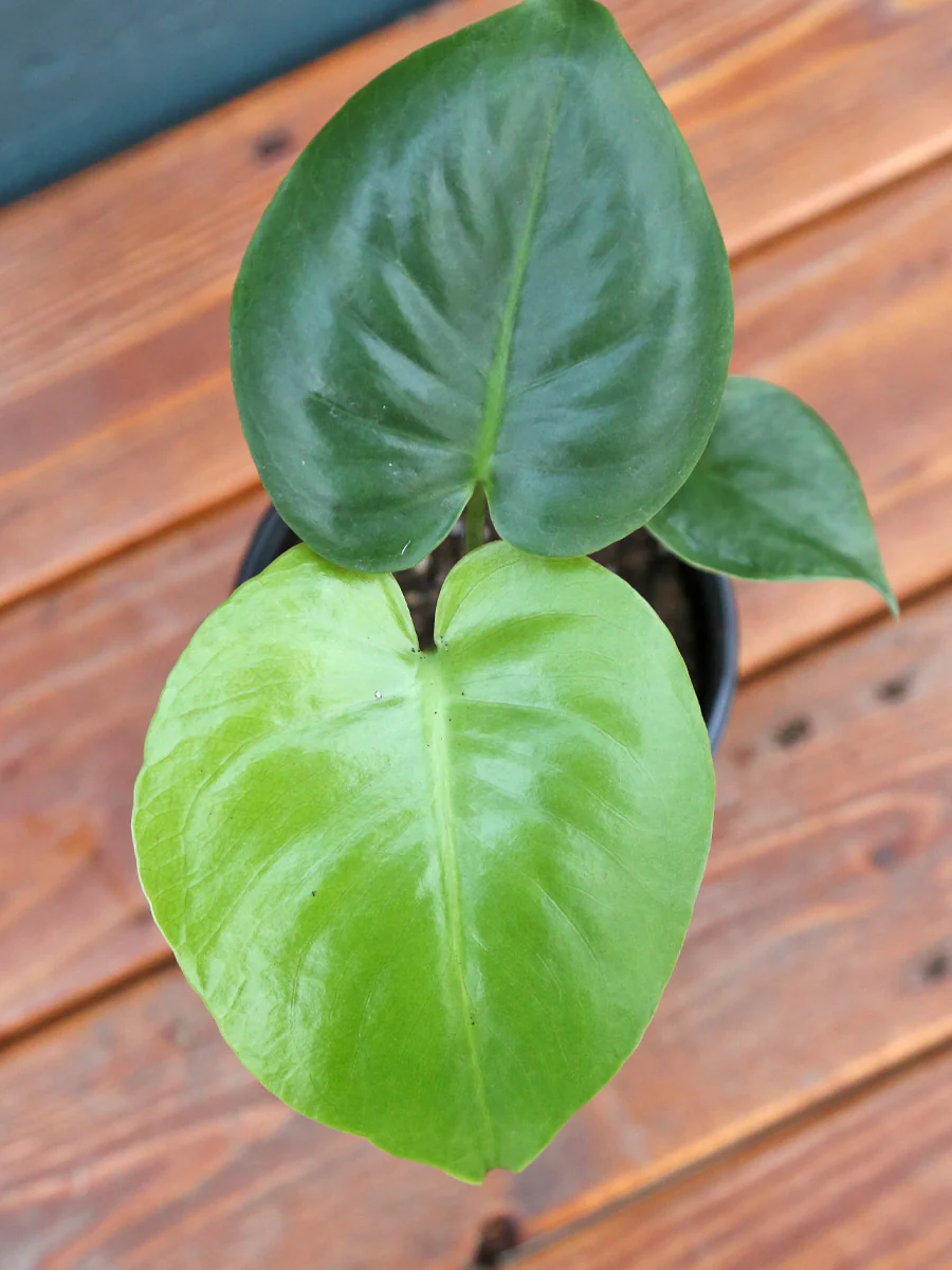 Philodendron Monstera Split Leaf 4" - Image 4