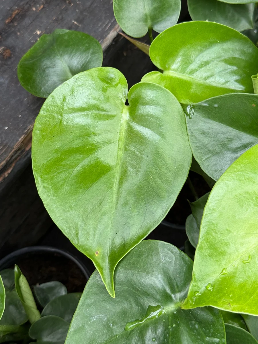 Philodendron Monstera Split Leaf 4" - Image 5