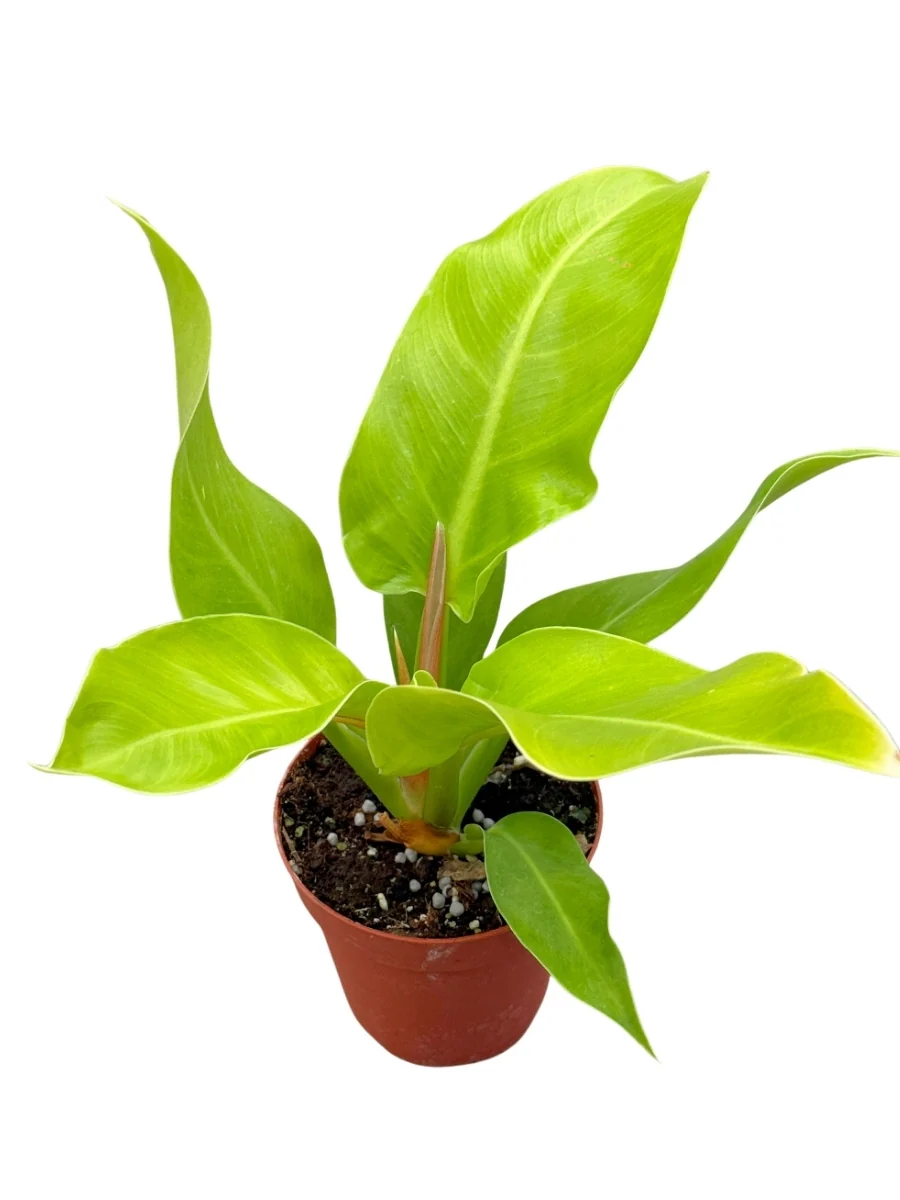 Philodendron 'Moonlight' 4" - Image 3