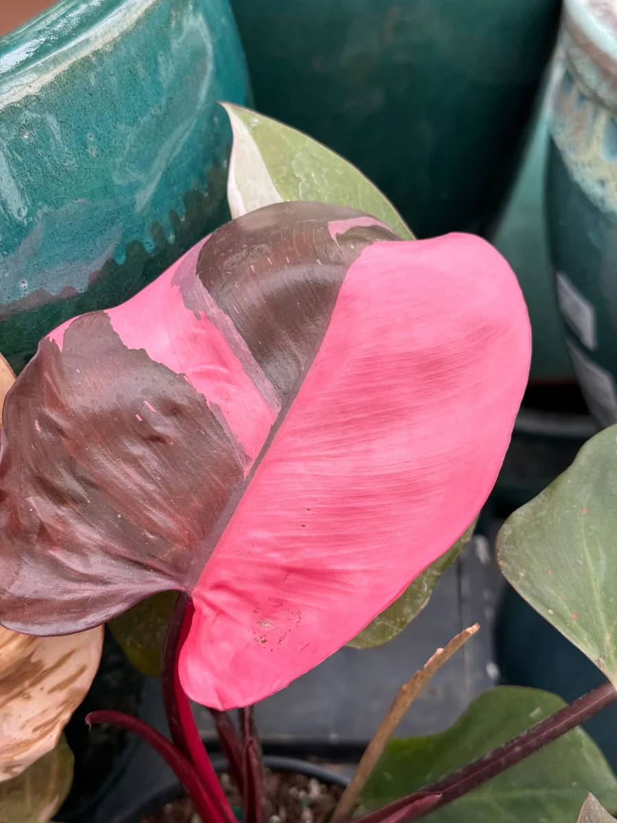 Philodendron 'Pink Princess' - Image 10