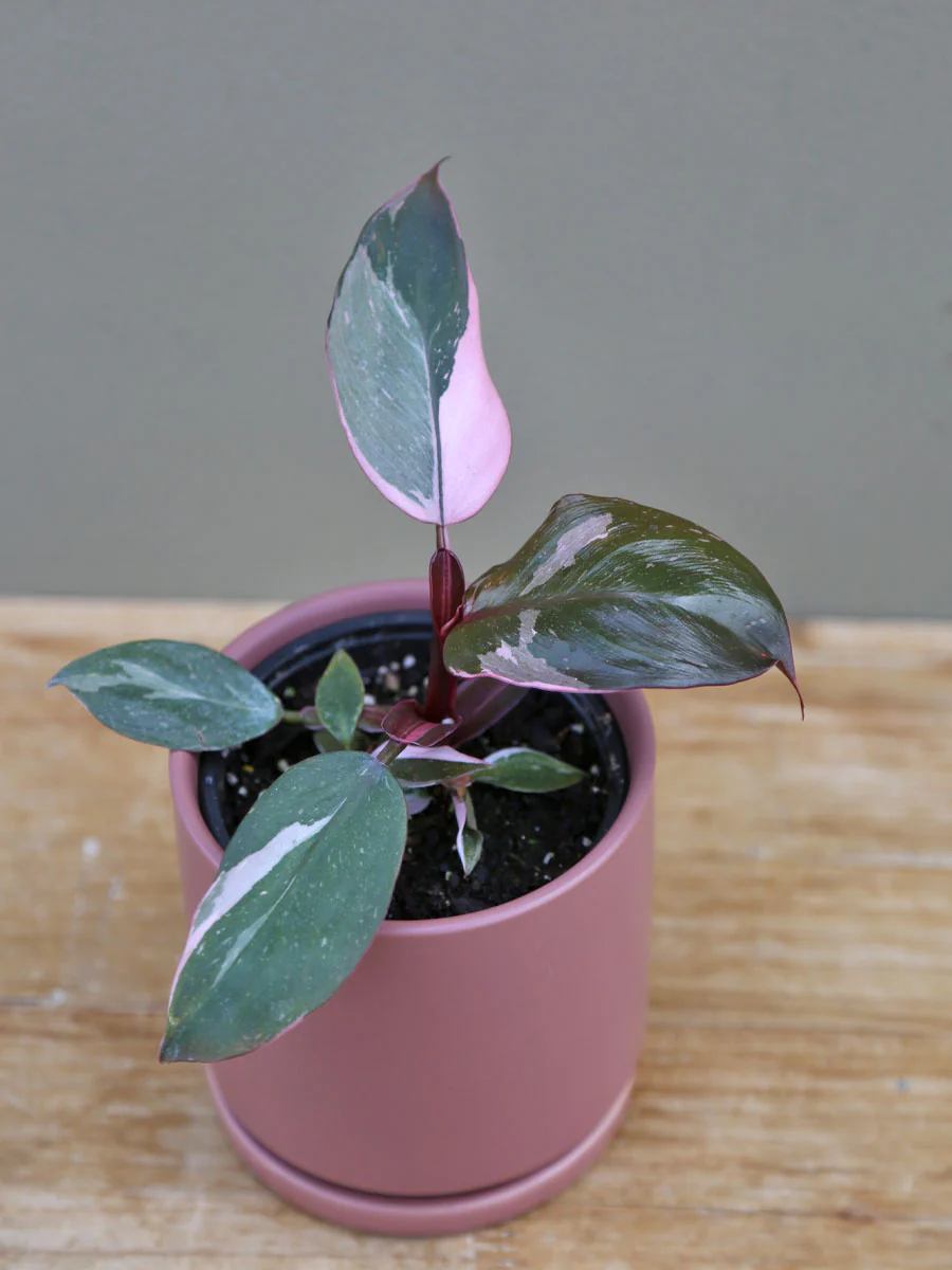 Philodendron 'Pink Princess' - Image 3