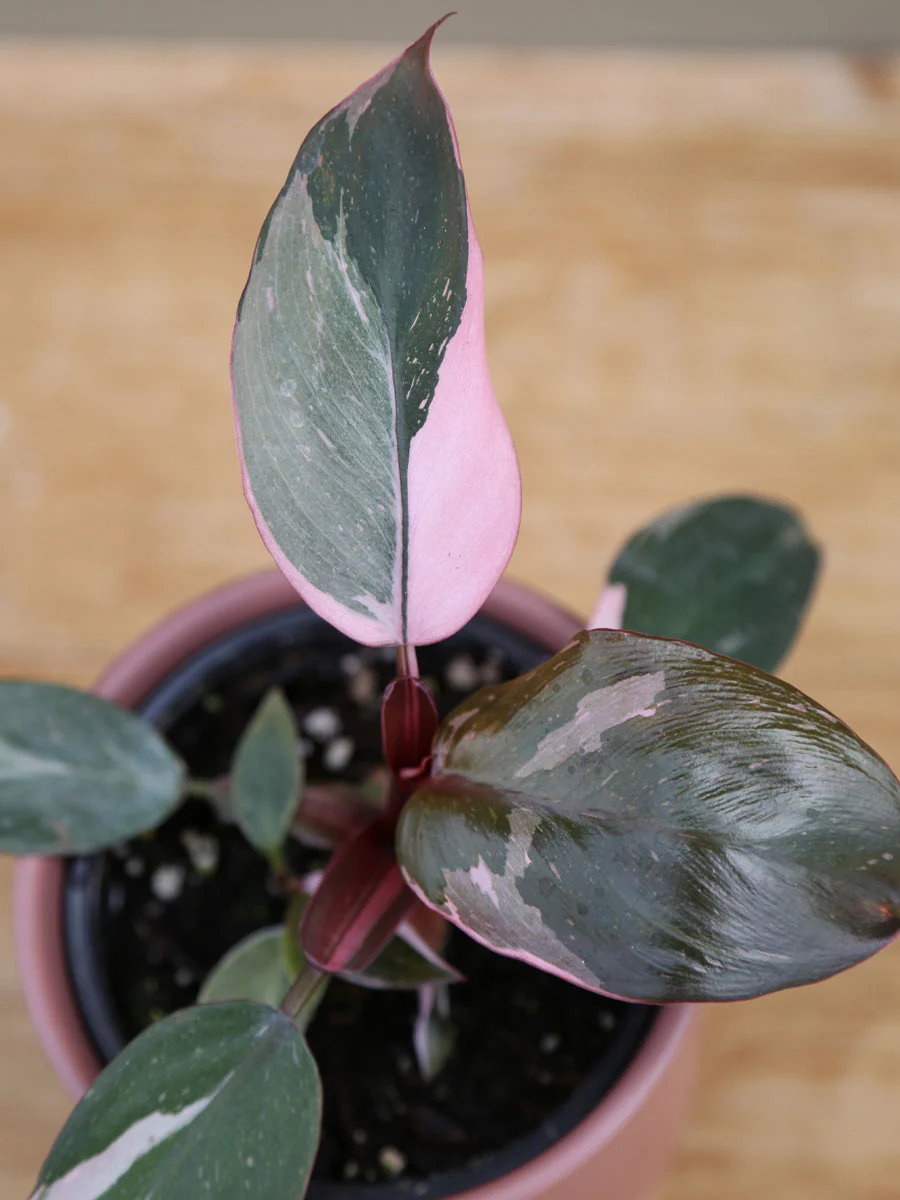 Philodendron 'Pink Princess' - Image 4