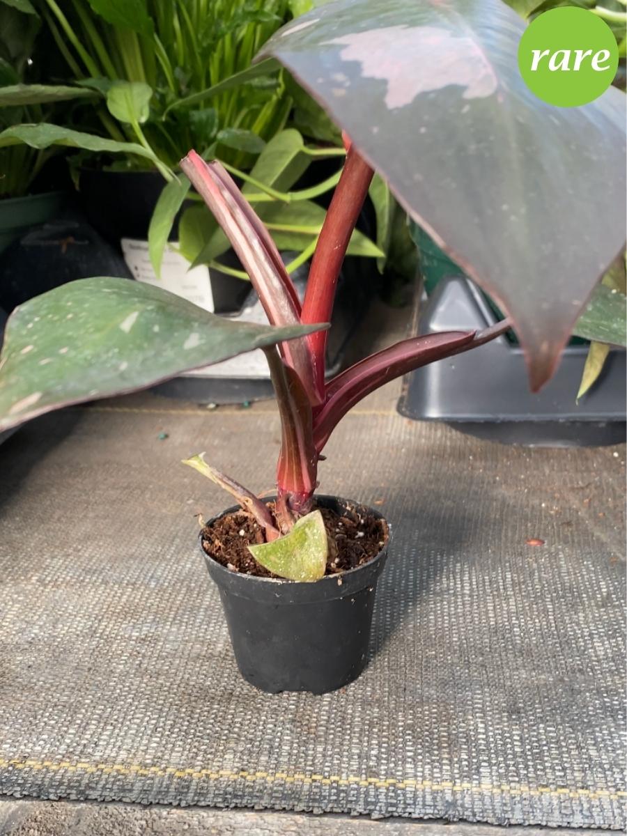 Philodendron 'Pink Princess' - Image 5