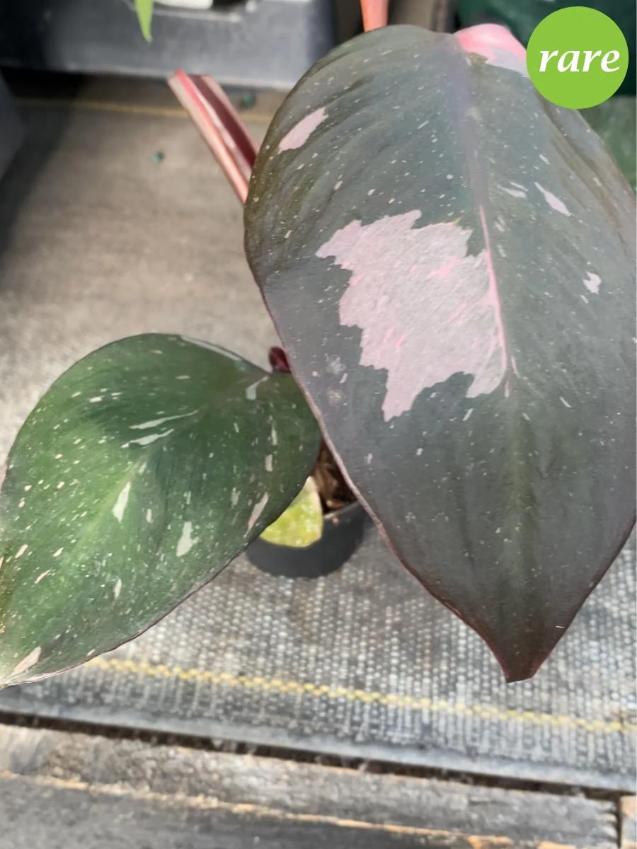 Philodendron 'Pink Princess' - Image 6