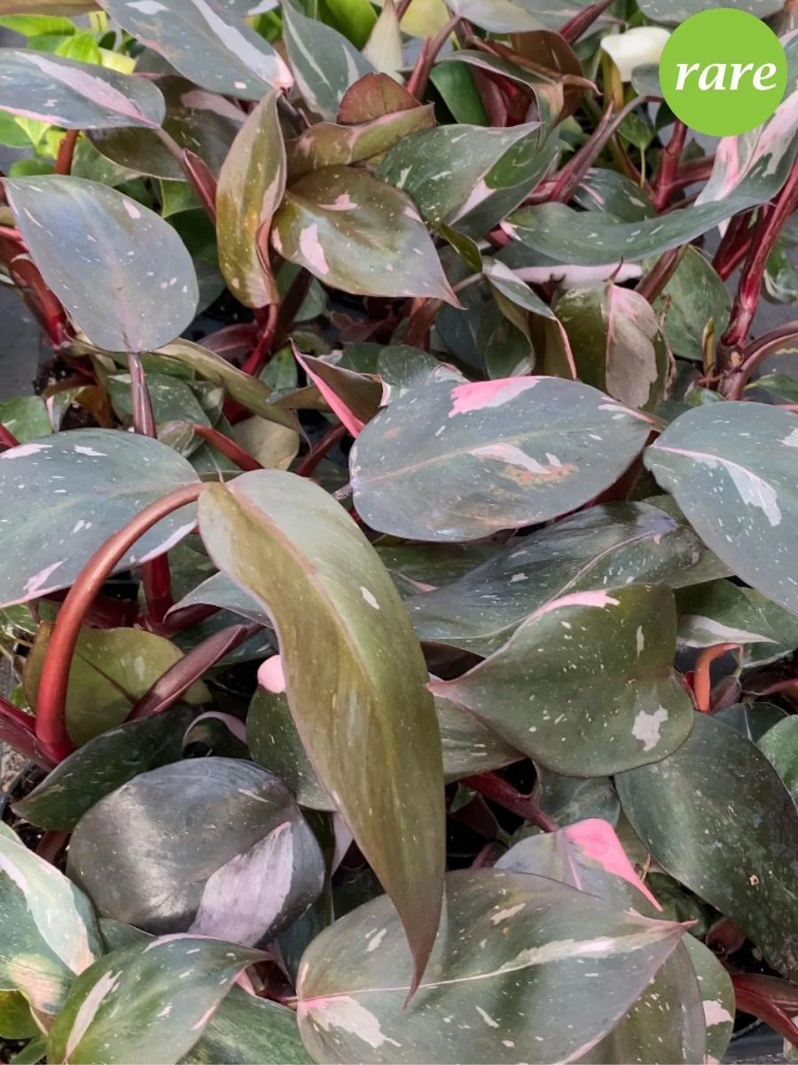 Philodendron 'Pink Princess' - Image 7