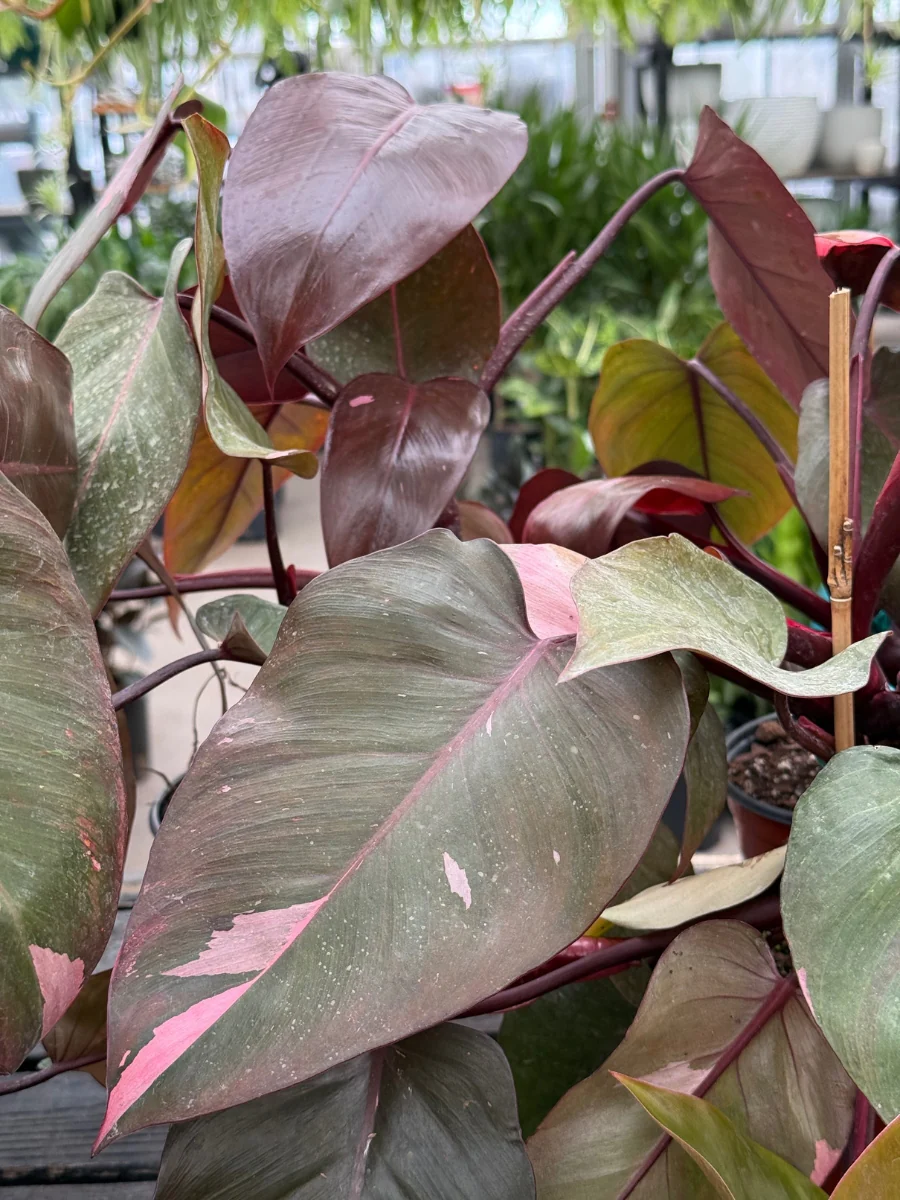 Philodendron 'Pink Princess' - Image 8