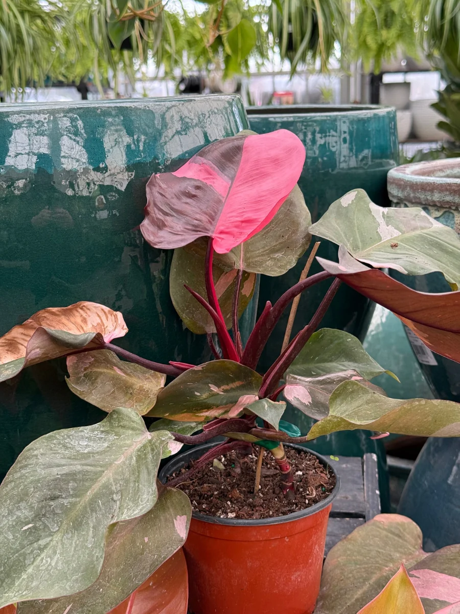 Philodendron 'Pink Princess' - Image 9