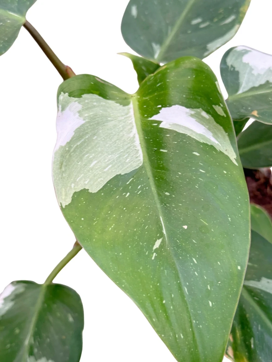 Philodendron White Princess 4'' - Image 2