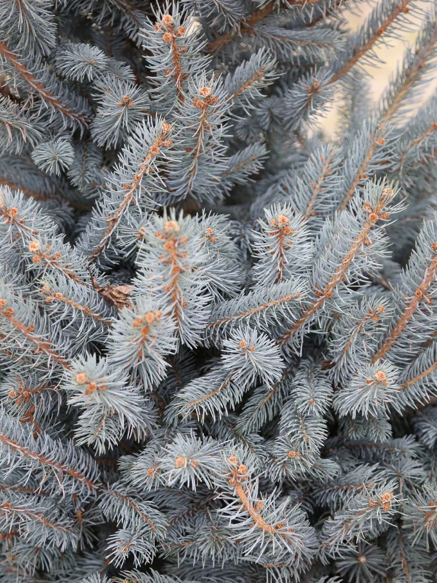 Picea p Fat Albert (Colorado Blue Spruce) 5G - Image 3