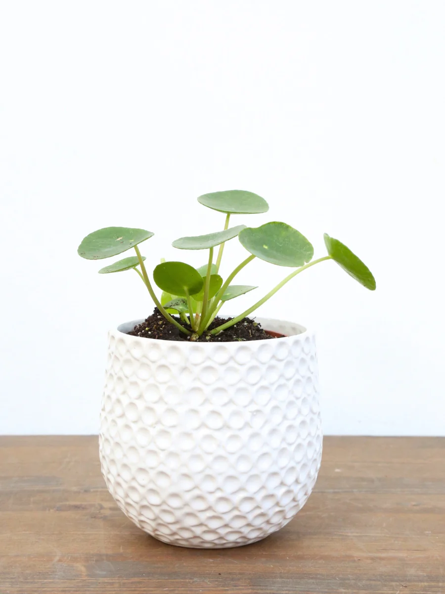 Pilea 'Chinese Money Plant' - Image 3