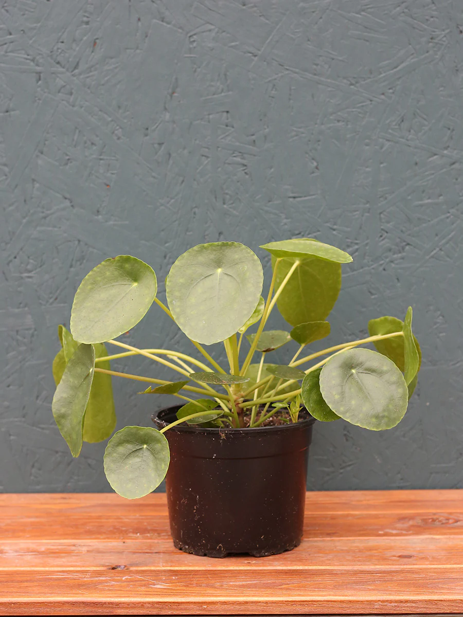 Pilea 'Chinese Money Plant' - Image 4