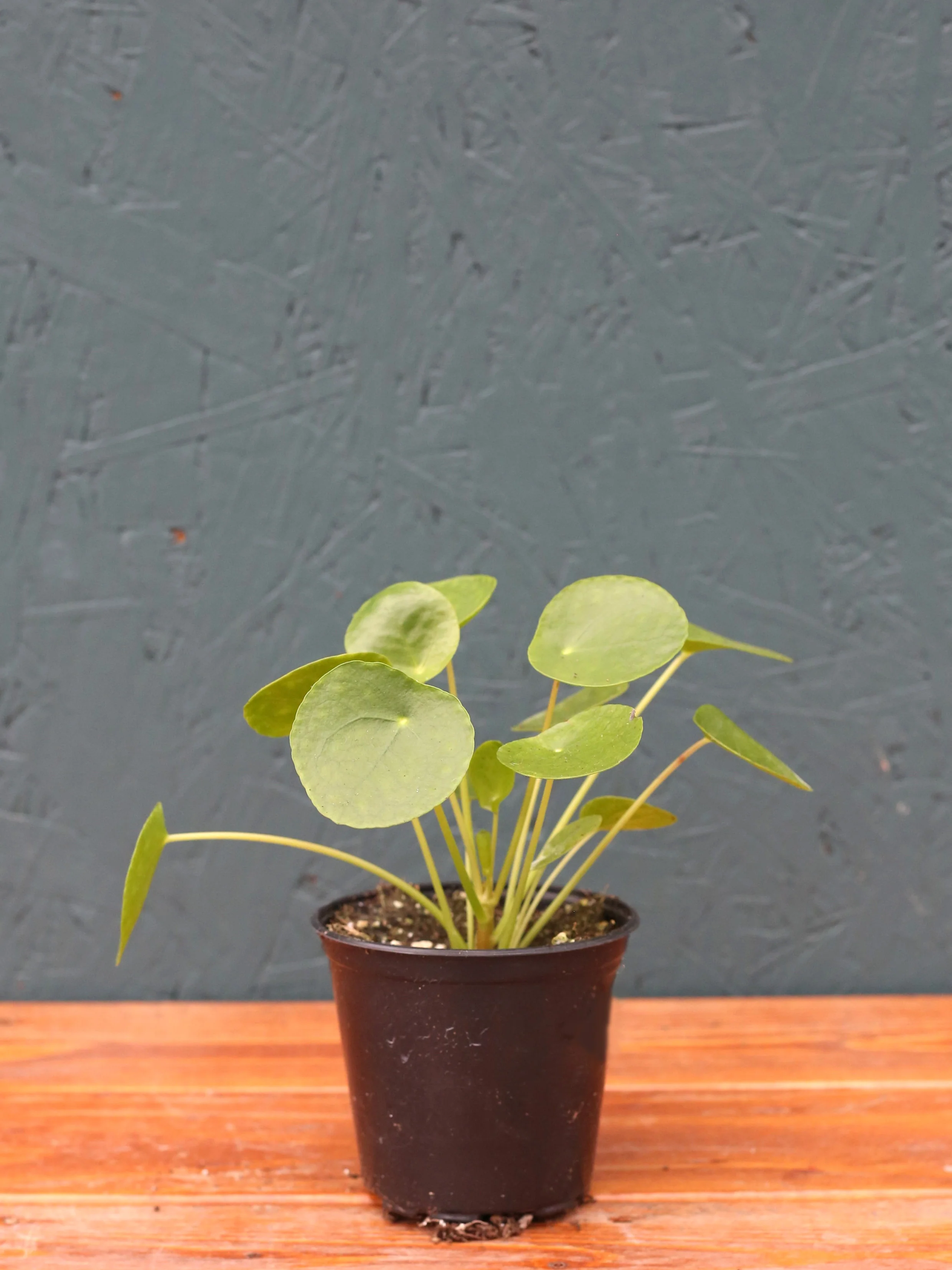 Pilea 'Chinese Money Plant' - Image 5