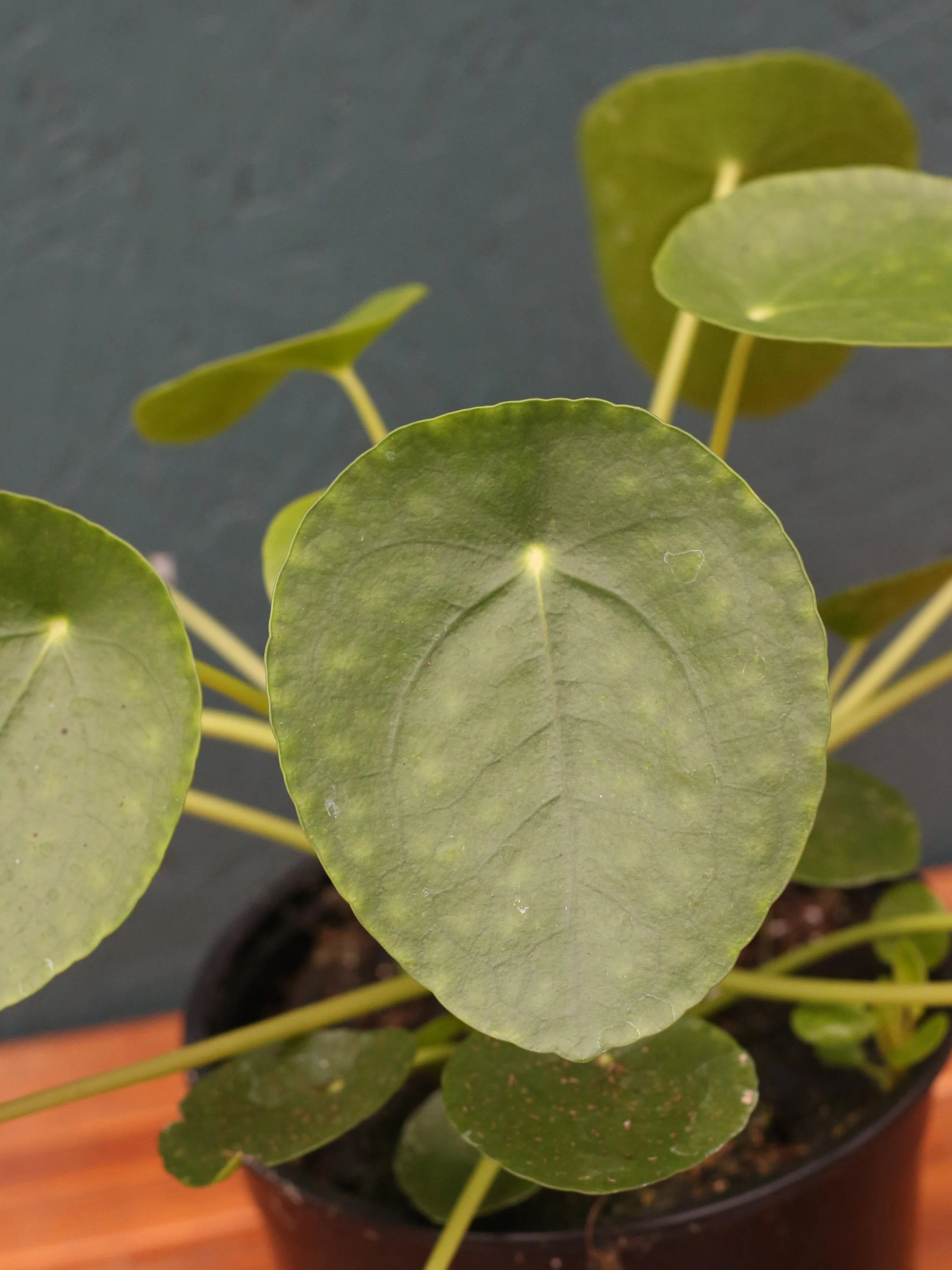 Pilea 'Chinese Money Plant' - Image 6
