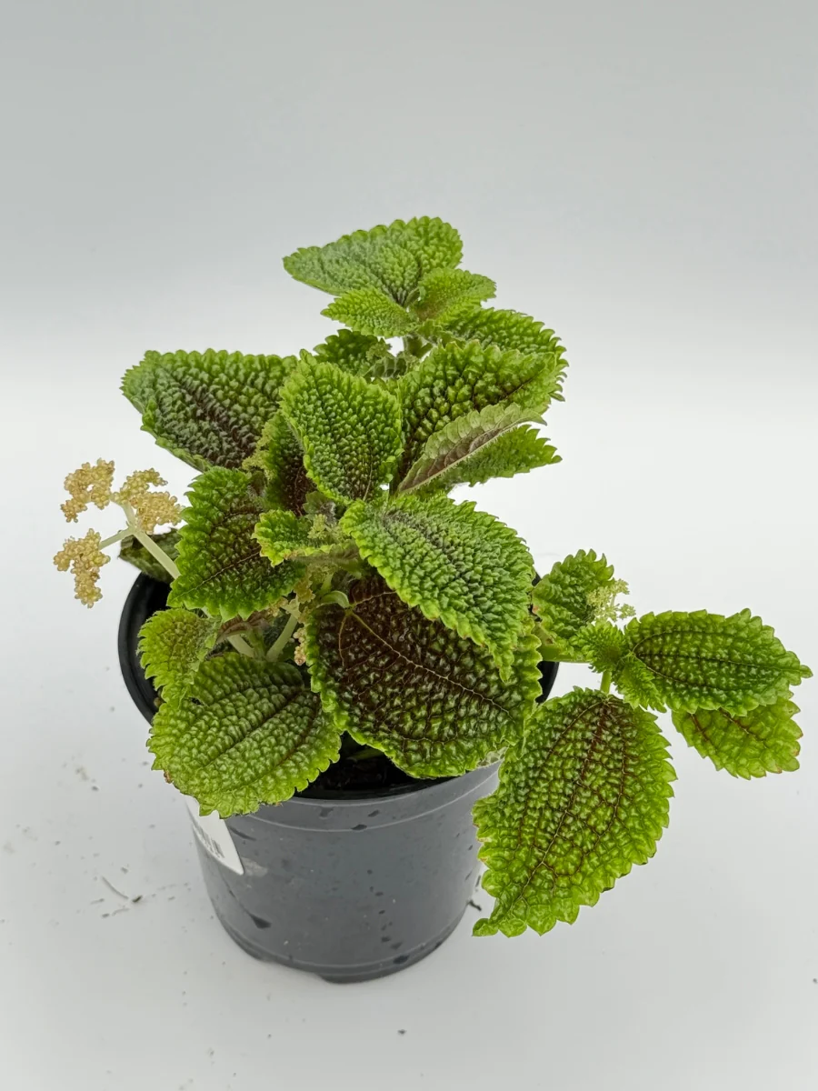 Pilea Moon Valley 4''