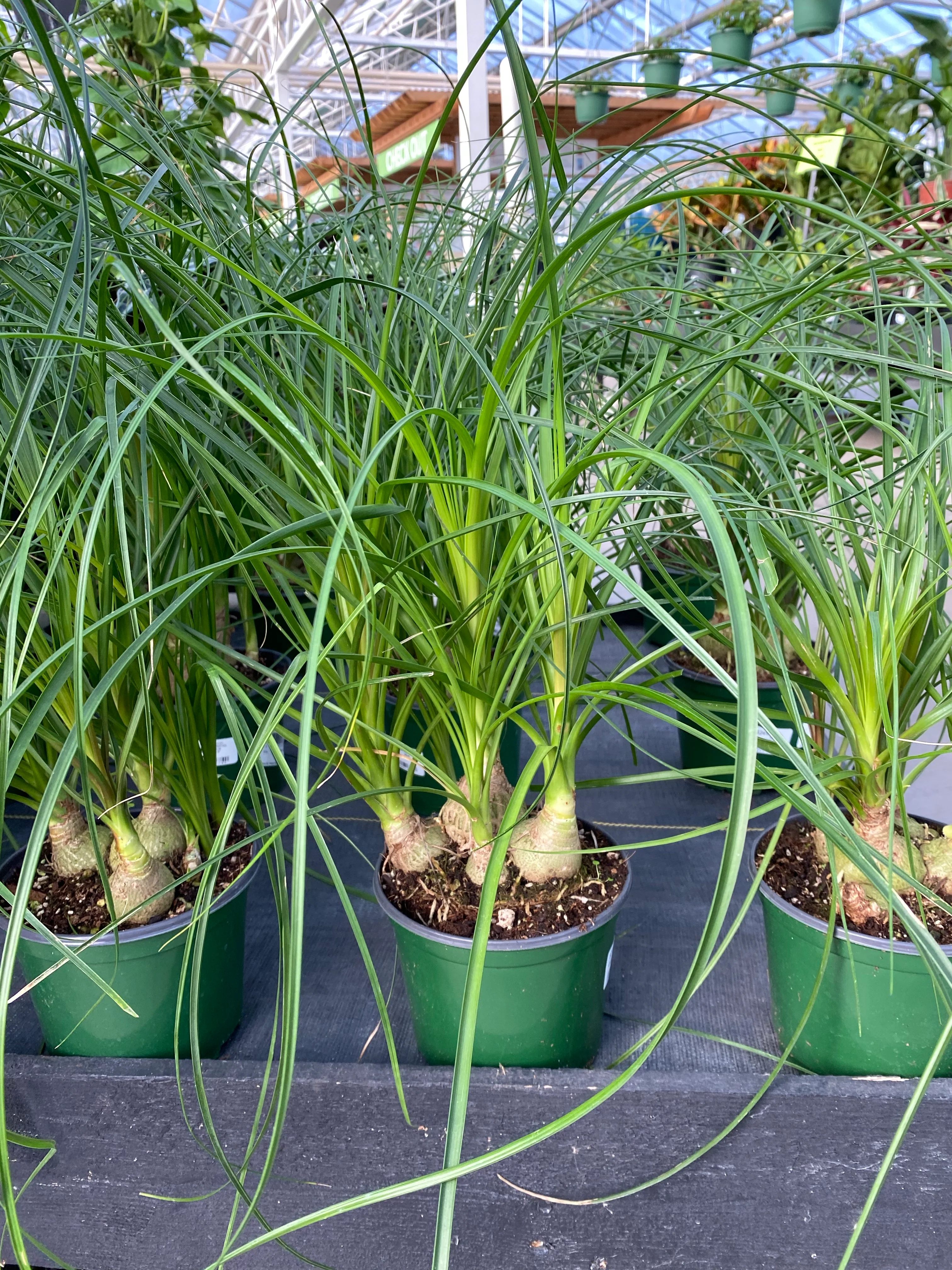 Ponytail Palm Beaucarnea 6" - Image 3