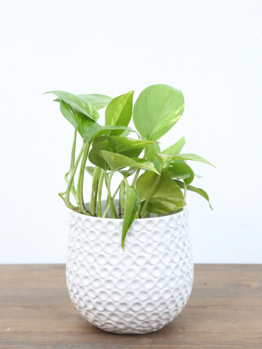 Pothos 'Golden' - Image 3