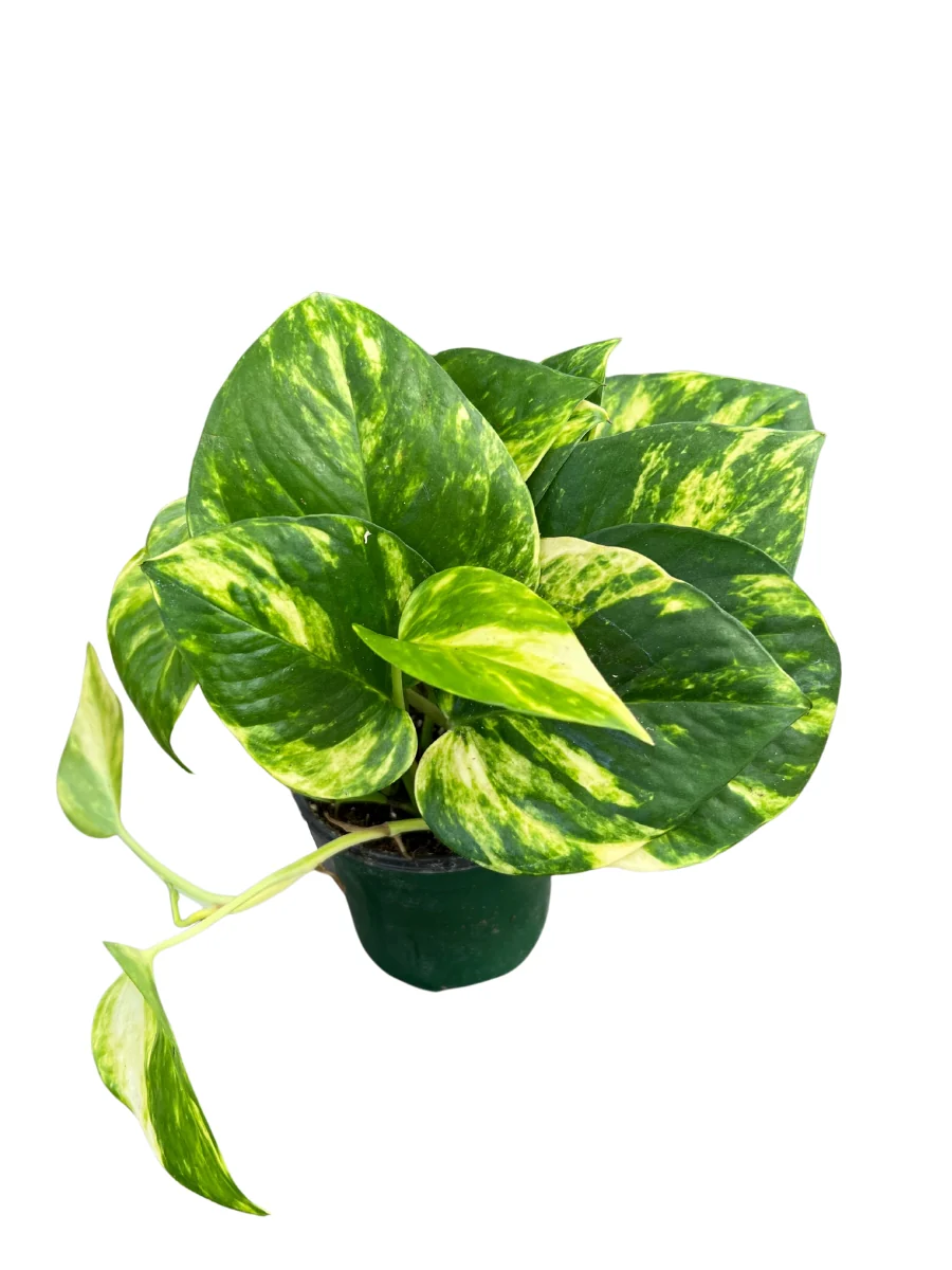 Pothos 'Golden' - Image 4
